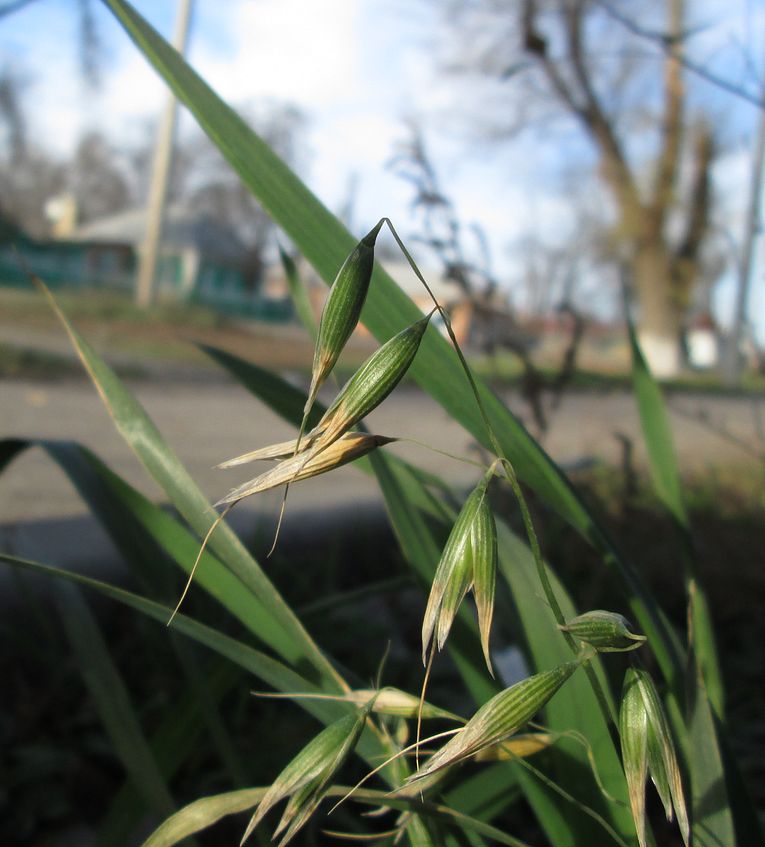 Image of genus Avena specimen.