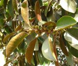 Ficus rubiginosa. Верхушка ветви с плодами. Израиль, г. Беэр-Шева, городское озеленение. 01.11.2013.