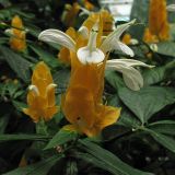 Pachystachys lutea