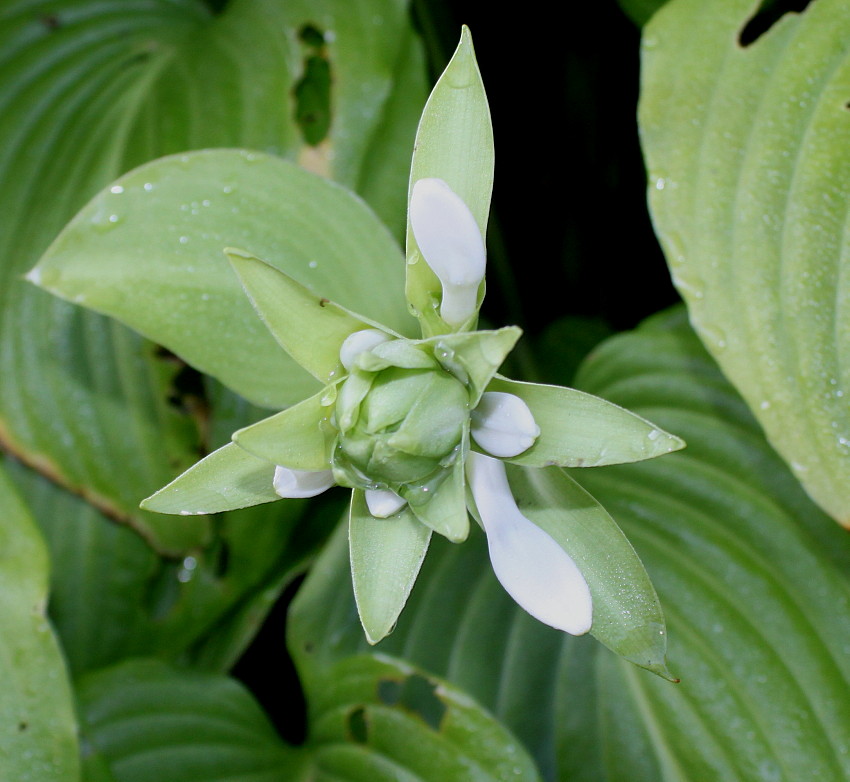 Изображение особи Hosta plantaginea.