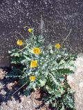 Glaucium flavum