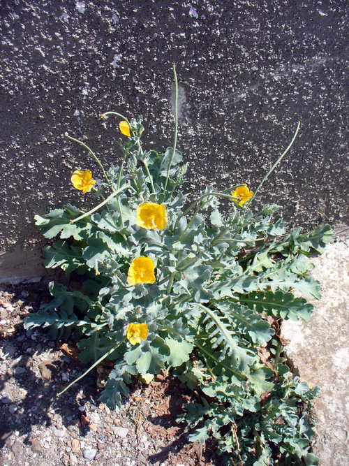 Изображение особи Glaucium flavum.