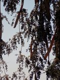 Washingtonia filifera. Соплодия. Израиль, Северный берег оз. Кинерет (Галилейское море), в культуре. Октябрь 2013 г.