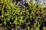 genus Empetrum