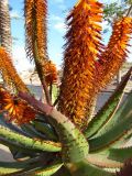 Aloe ferox