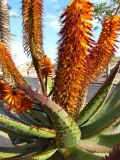Aloe ferox. Часть цветущего растения. Израиль, г. Беэр-Шева, городское озеленение. 26.02.2014.