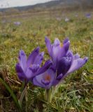 Crocus heuffelianus