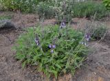 Salvia officinalis