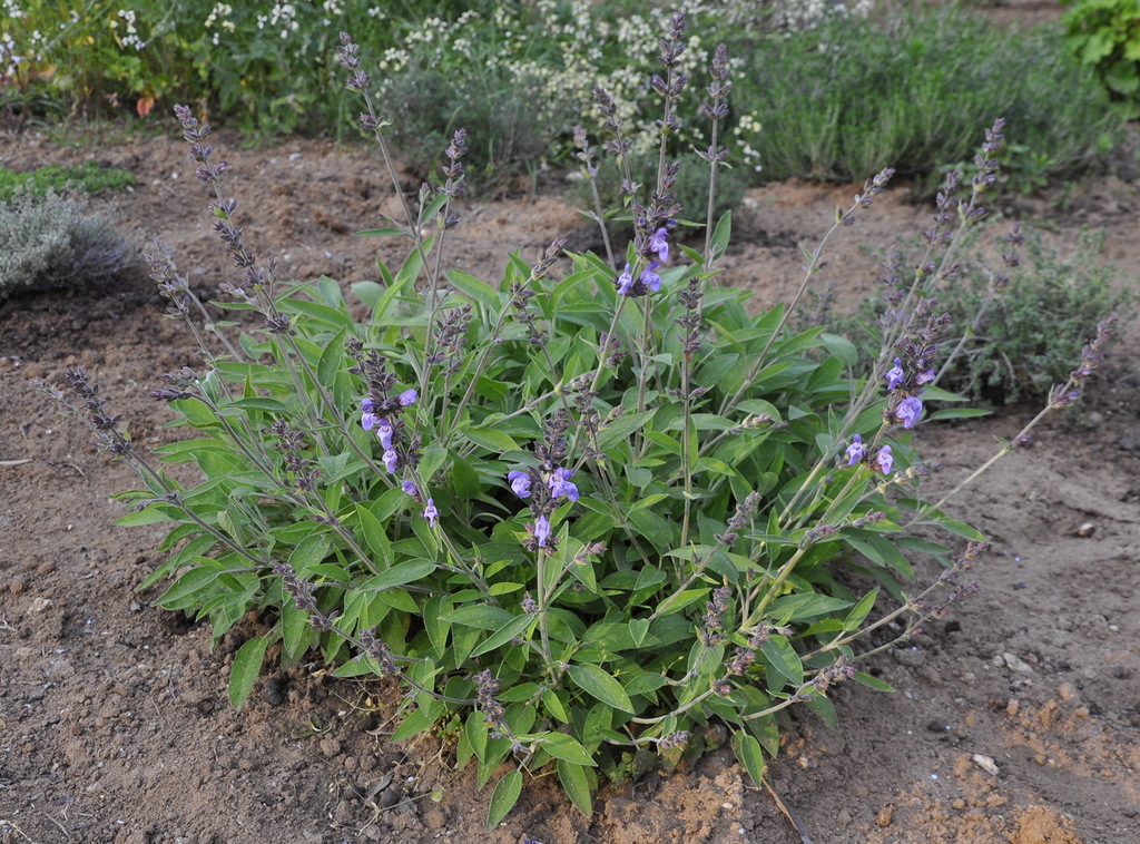 Image of Salvia officinalis specimen.