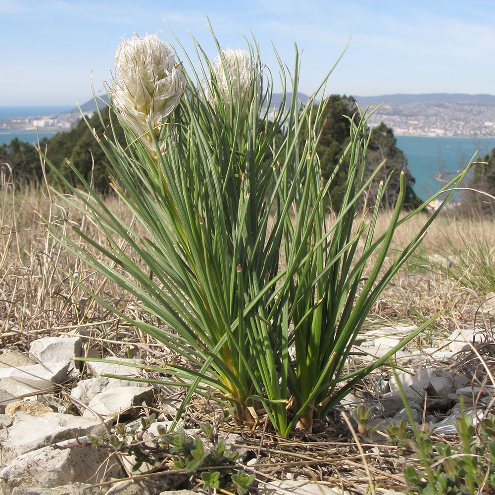 Изображение особи Asphodeline taurica.