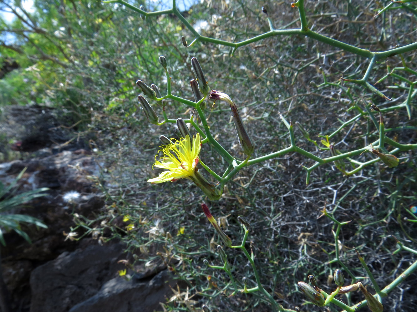 Image of Launaea arborescens specimen.