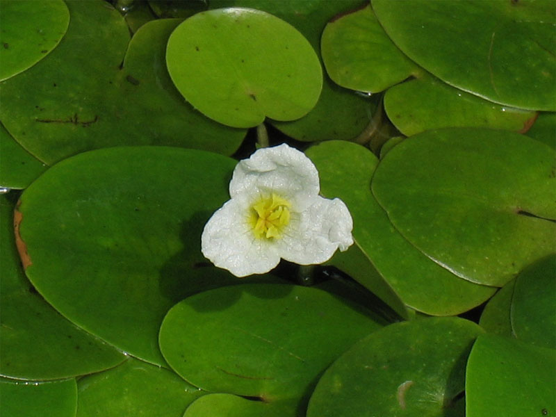 Image of Hydrocharis morsus-ranae specimen.