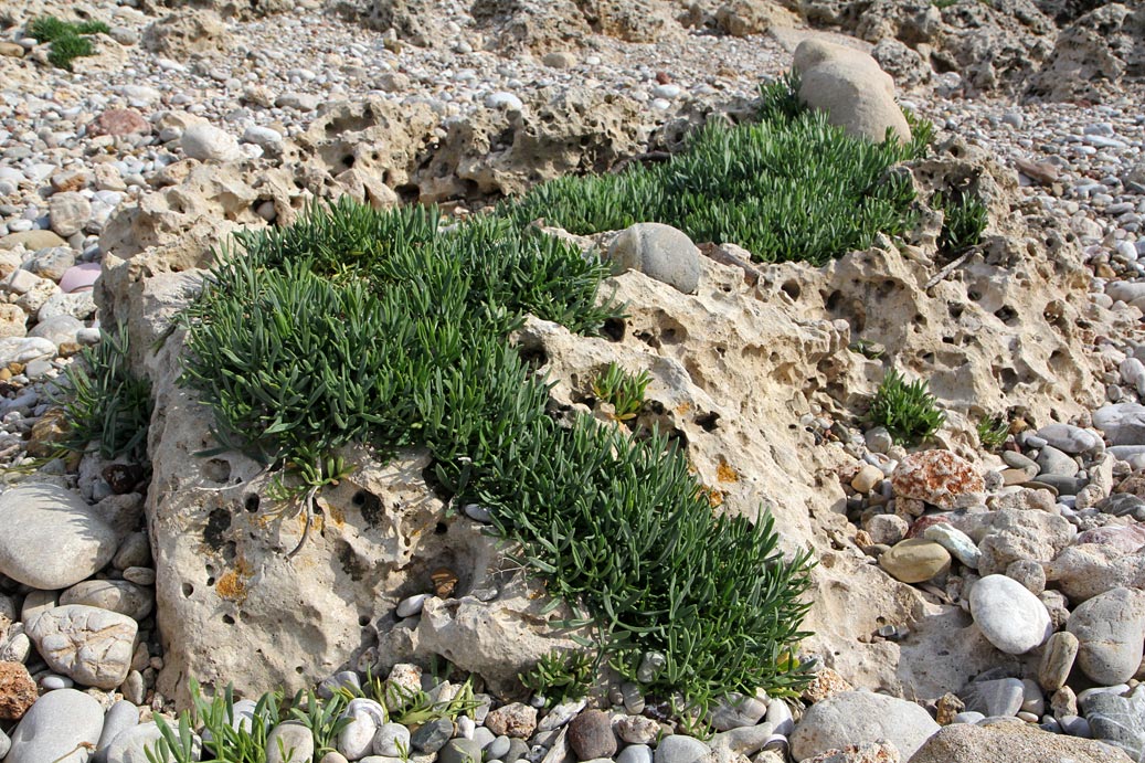 Image of Crithmum maritimum specimen.
