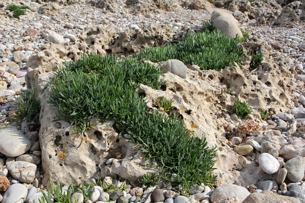 Изображение особи Crithmum maritimum.