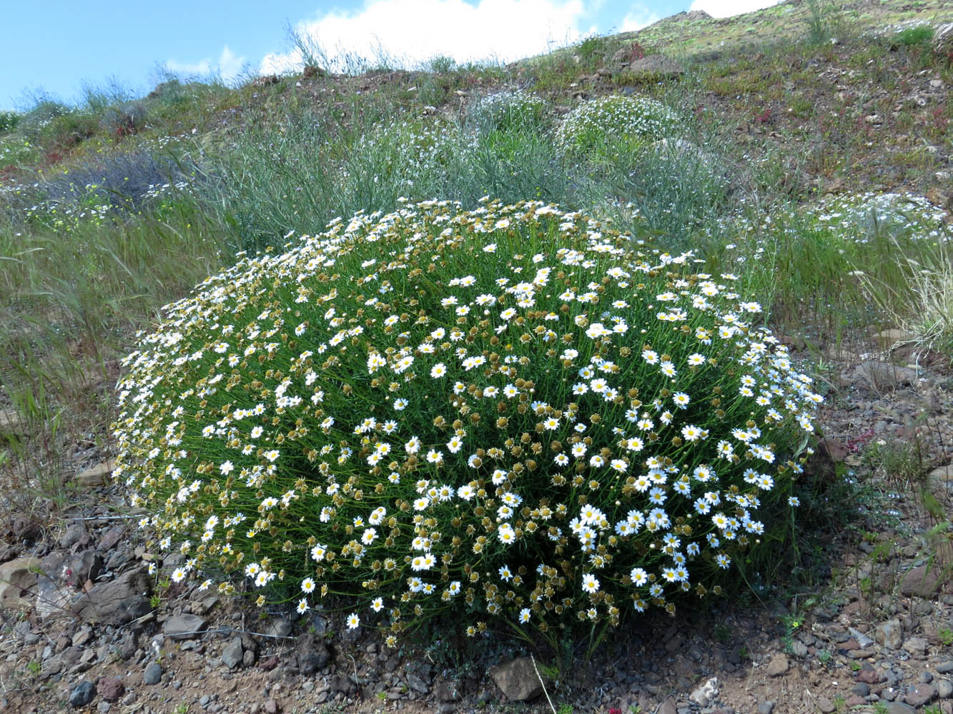 Изображение особи Argyranthemum frutescens.