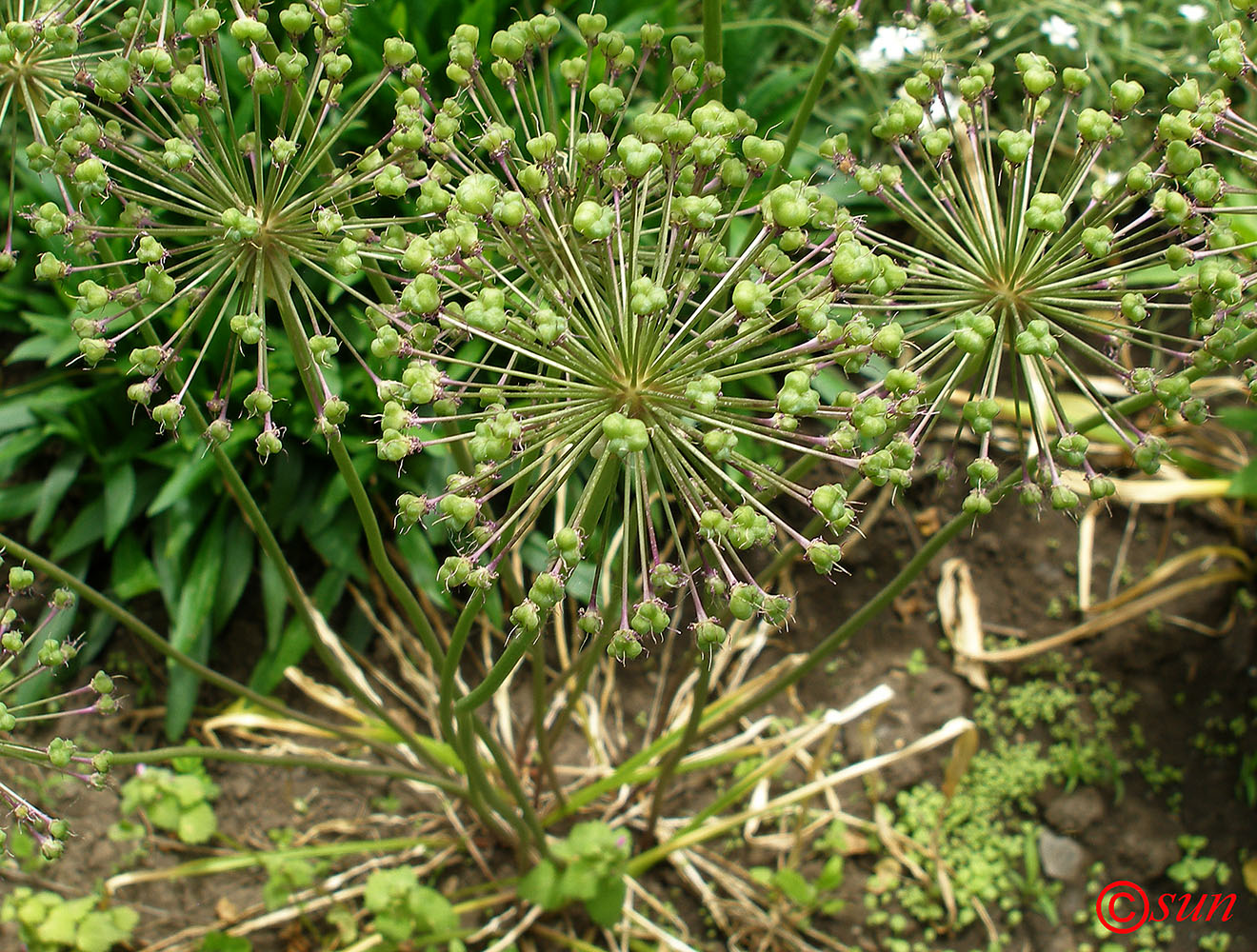 Изображение особи род Allium.