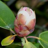 Rhododendron hemsleyanum