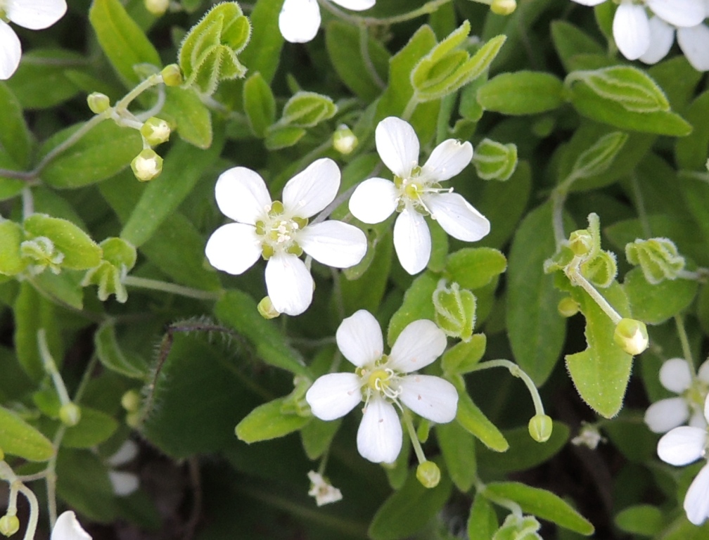 Image of Moehringia lateriflora specimen.