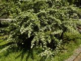 Pyracantha angustifolia