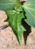 Echinocystis lobata. Первый настоящий лист. Ярославская обл., пос. Борисоглебский, песчаный пляж на излучине р. Устье. 16 мая 2014 г.