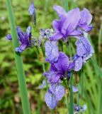 Iris sibirica