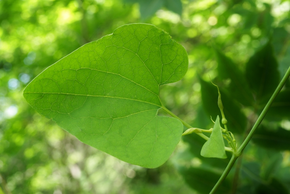 Изображение особи Aristolochia contorta.