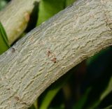 Adenium obesum. Часть ствола. Израиль, впадина Мёртвого моря, пос. Эйн Бокек. 11.05.2014.