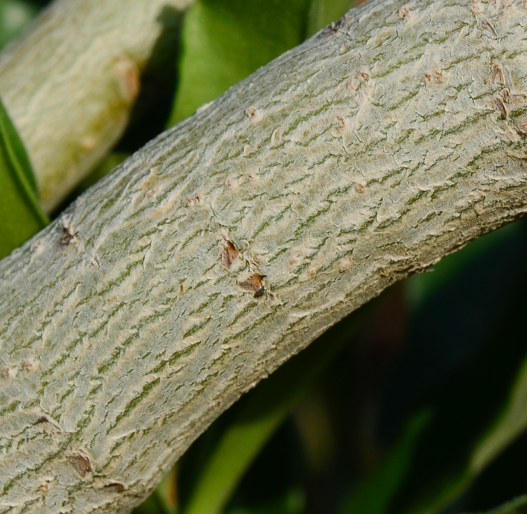 Image of Adenium obesum specimen.