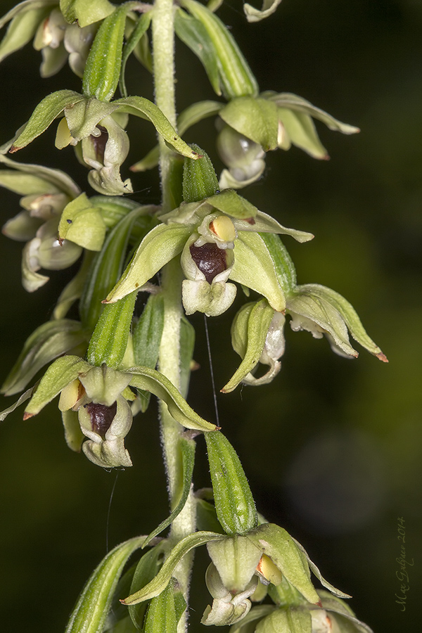 Изображение особи Epipactis helleborine.