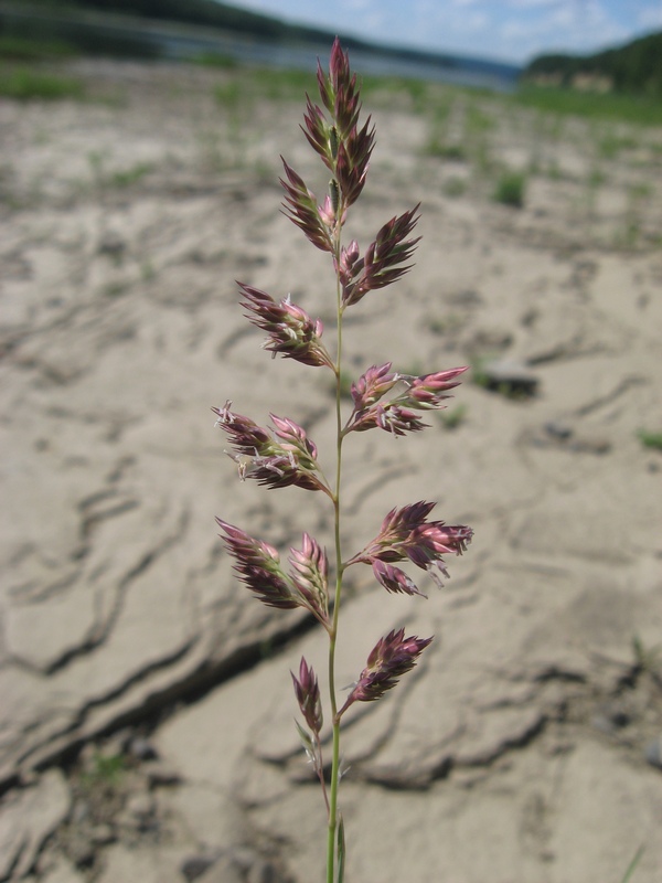 Image of Phalaroides arundinacea specimen.