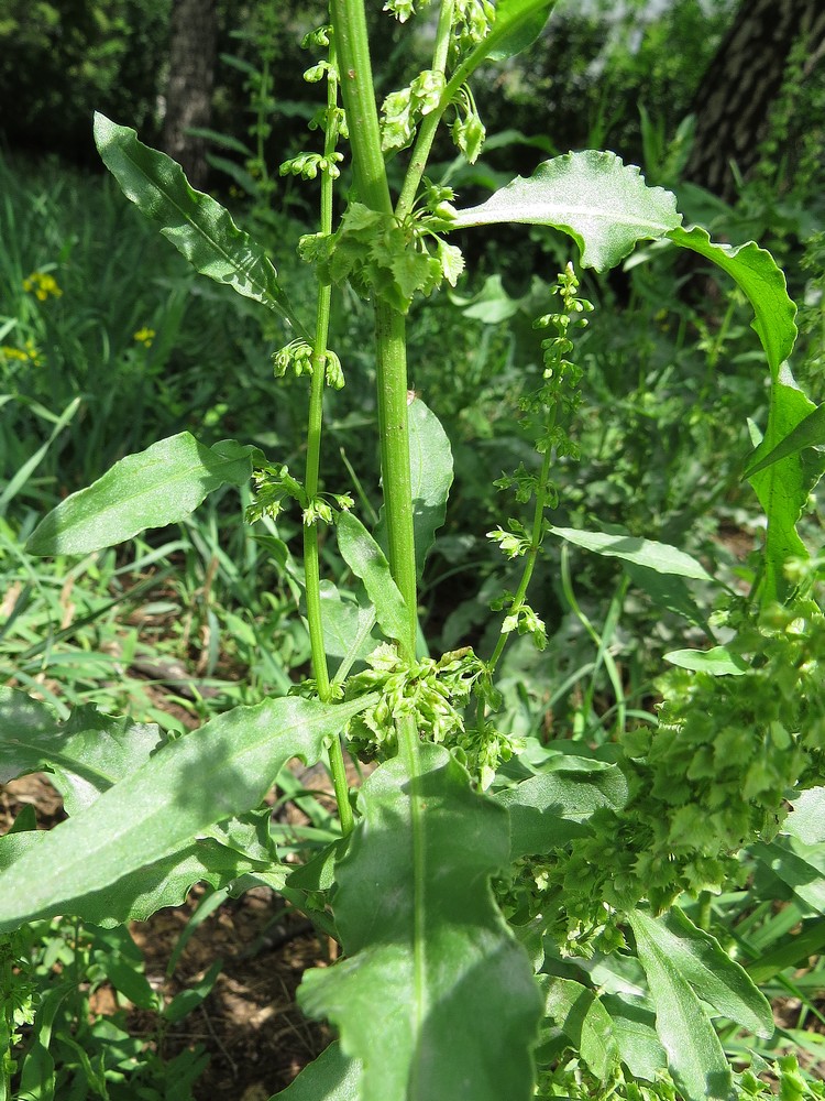 Image of Rumex stenophyllus specimen.