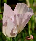 Eschscholzia californica. Цветок ('Ballerina'). Германия, г. Дюссельдорф, Ботанический сад университета. 03.07.2014.