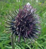 Saussurea frolowii