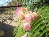 Albizia julibrissin