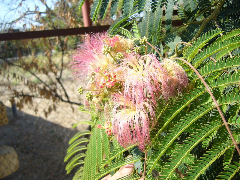 Image of Albizia julibrissin specimen.