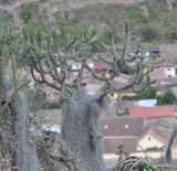 Austrocylindropuntia cylindrica. Взрослое растение (нижняя часть покрыта Tillandsia usneoides). Перу, археологический комплекс Ольянтайтамбо, высота 2850 м н.у.м. 12 марта 2014 г.