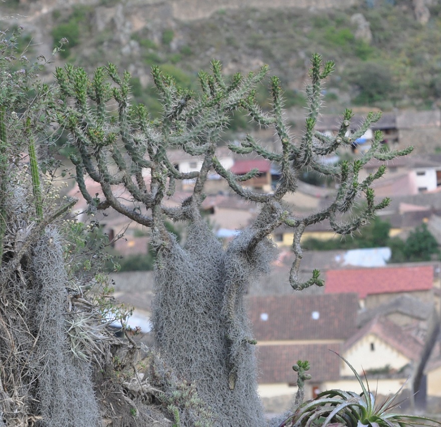 Image of Austrocylindropuntia cylindrica specimen.