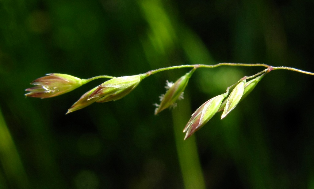 Изображение особи Poa trivialis.