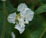 Clarkia unguiculata. Цветок альбиносной разновидности. Московская обл., Раменский р-н, окр. дер. Хрипань, садовый участок. 03.08.2014.