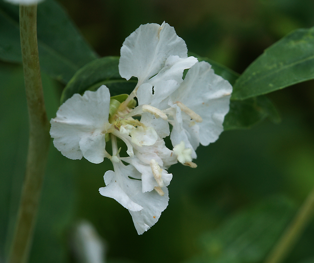 Image of Clarkia unguiculata specimen.