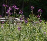 Cirsium heterophyllum