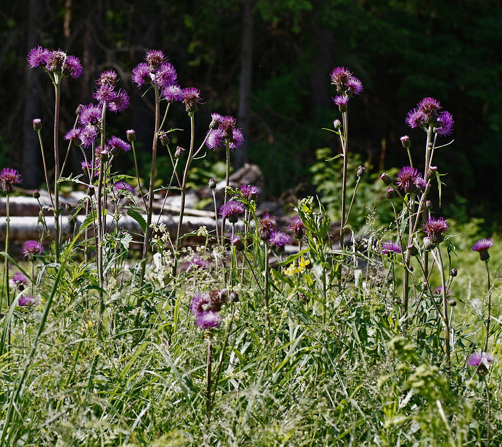 Изображение особи Cirsium heterophyllum.
