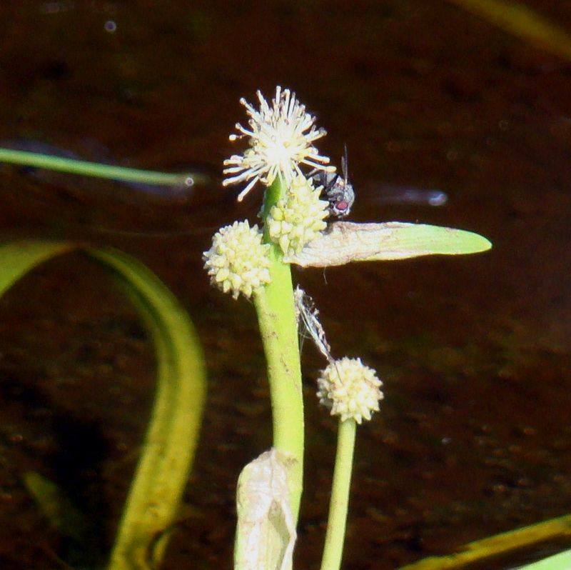 Изображение особи Sparganium hyperboreum.