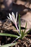 Colchicum kesselringii. Цветущее растение. Южный Казахстан, левобережье Сыр-Дарьи выше Сюткента. 28.03.2014.