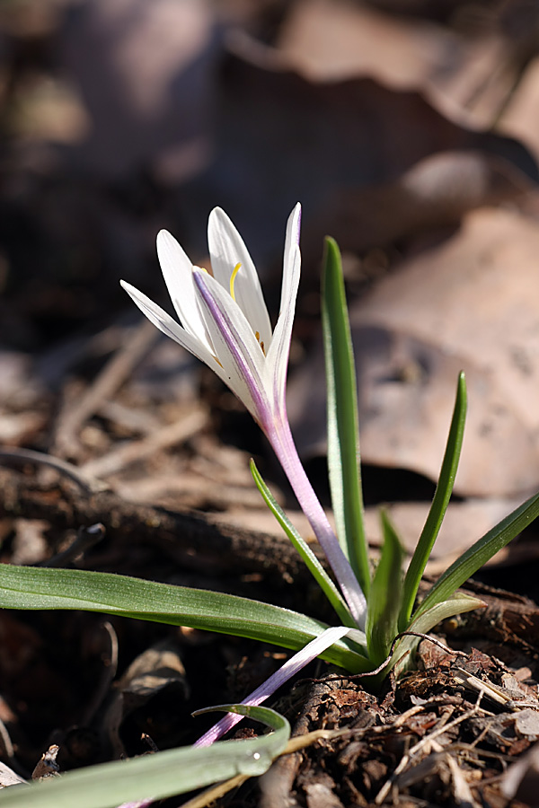 Image of Colchicum kesselringii specimen.