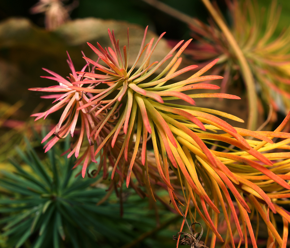 Image of Euphorbia cyparissias specimen.