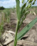 Panicum подвид ruderale