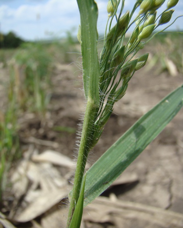 Изображение особи Panicum miliaceum ssp. ruderale.