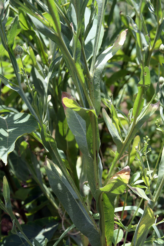 Изображение особи Centaurea behen.