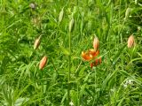 Lilium debile